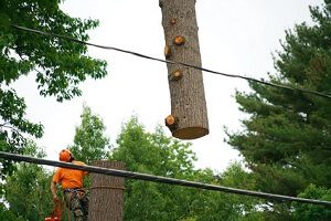 tree removal stafford va